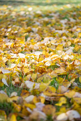Bright yellow fallen leaves on the ground in autumn, selective focus