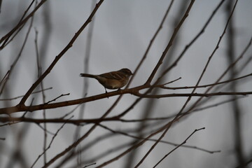 Sparrow in a Bare Tree