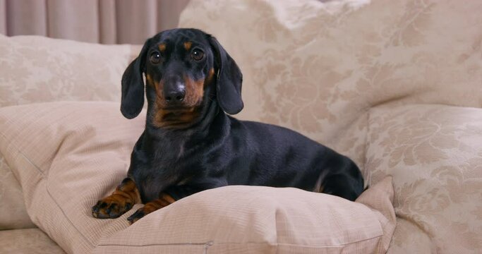 dachshund observes living room lying ON bed pillows against blanket with flower patterns closeup