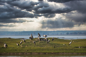 Flocks of long-billed birds cling to the plains against the cloudy sky in the background.