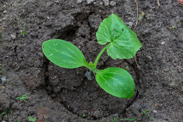 seedlings of zucchini or cucumbers in the garden view from above