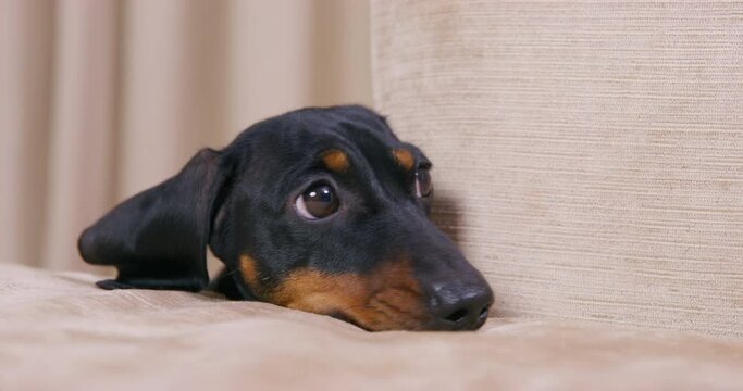 Black smooth-haired dachshund puppy with ginger spots looks at owner with sly eyes asking permission TO jump on sofa extreme closeup