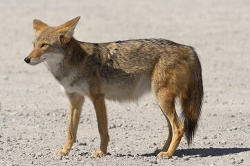 Fototapeta premium Coyote, Canis latrans, shown in Death Valley National Park, California.