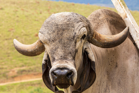 bull girolando in pasture on farm. Brazil