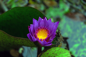 purple water lily