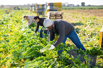 Three farmers working on vegetable plantation, putting freshly harvested celery in plastic boxes