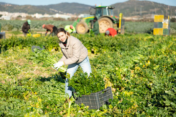 Woman with team of farm workers arranging crop of ripe celery in boxes on field. Harvest time