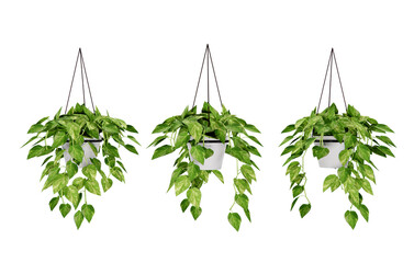 Isometric hanging plant potted 3d rendering