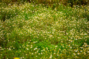 flores de manzanilla