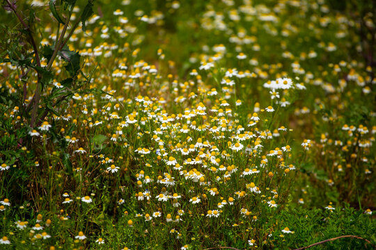 flores de manzanilla