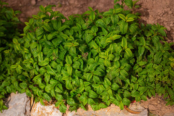 Planta de la Menta. Menta.