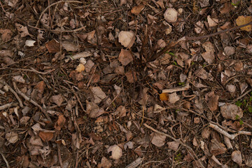 dry autumn leaves on the ground