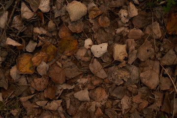 dry autumn leaves on the ground