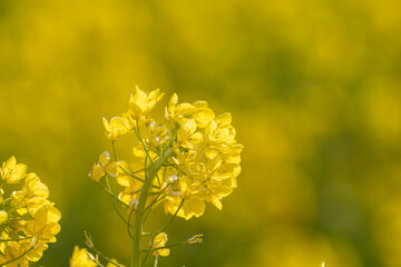菜の花