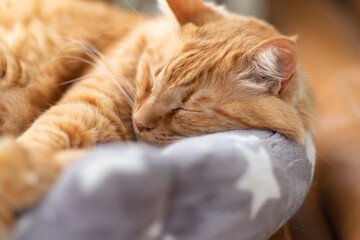 眠る猫　茶トラ猫