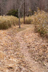 落ち葉の中を歩く