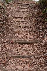 落ち葉の中を歩く