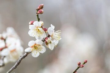 春を告げる梅の花