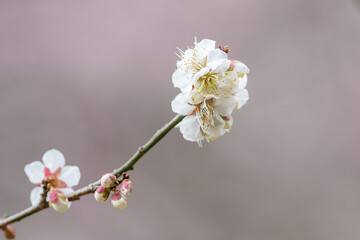 春を告げる梅の花