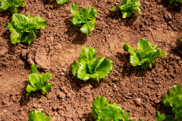 Pequeñas lechugas creciendo en una huerta