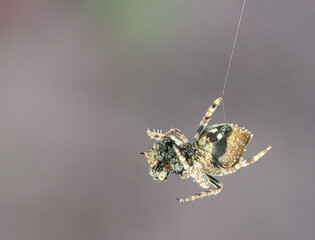 Gibbaranea bituberculata on a web. Gibbaranea bituberculata is a species of 'orbweavers' belonging to the family Araneidae, subfamily Araneinae. 