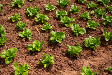 Pequeñas lechugas creciendo en una huerta