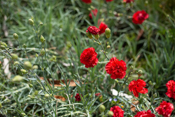 Obraz premium Flores rojas en una huerta