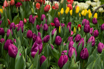 Obraz premium field of tulips