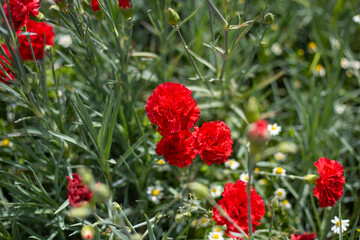 Flores rojas en una huerta