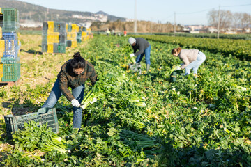 Skilled asian workwoman harvesting green stalks and leaves of celery on farm plantation in early spring..