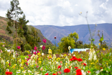jardin de flores con fondo de monta&ntilde;a