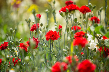 Flores rojas en una huerta