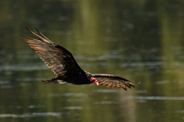 A Turkey Vulture in low flight against green water