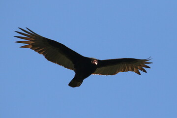 A Turkey Vulture in flight on a sunny day