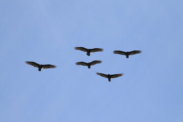 A flock of Turkey Vultures flying or kettling against a blue sky