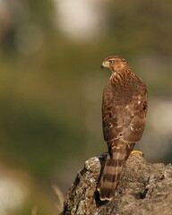 A portrait of a Cooper's Hawk from the back