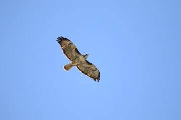 A light Red-tailed Hawk in flight against a blue sky