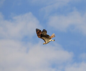 Osprey diving against a blue sky with clouds