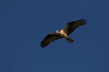 Osprey flying against a dark blue sky