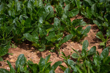 Huerta llena de espinacas