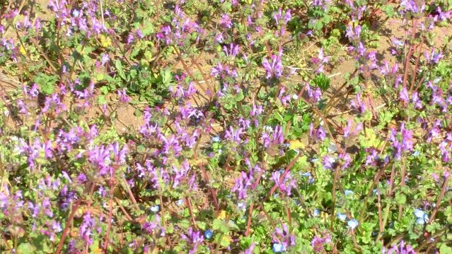 春風に揺れる地面一面に咲いた紫色のホトケノザの花