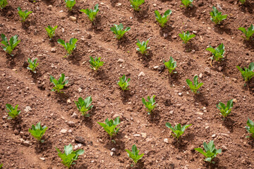 Espinacas en chacra. Espinacas en desarrollo.