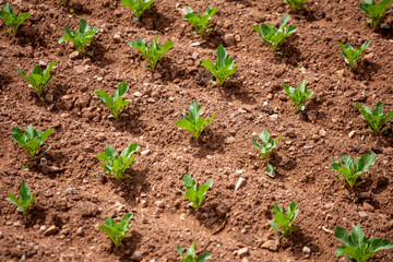 Espinacas en chacra. Espinacas en desarrollo.
