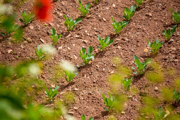 Espinacas en chacra. Espinacas en desarrollo.