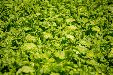 Obraz premium Varias Lechugas en una huerta