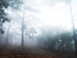View landscape forest jungle on mountain in Phu Kradueng National Park with plant tree and mist fog while raining in winter season for thai people travelers trailing hiking camping in Loei, Thailand