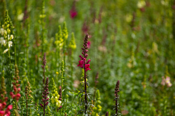 Flores en una huerta