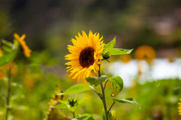 Girasoles con cielo azul. Hermosos girasoles.