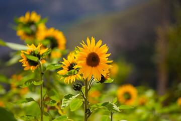 Girasoles con cielo azul. Hermosos girasoles.