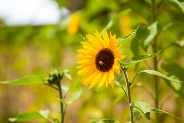 Girasoles con cielo azul. Hermosos girasoles.
